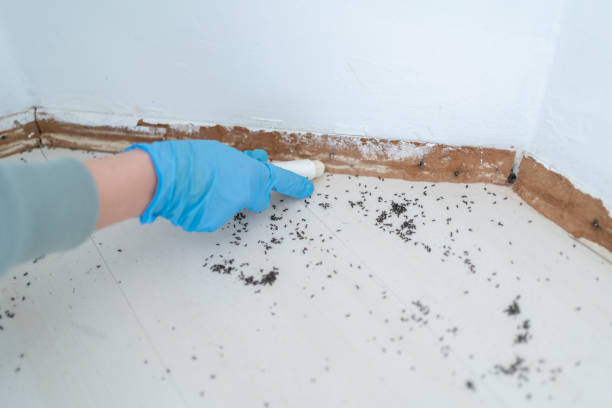 Best Flea Control Services  in Oasis, CA